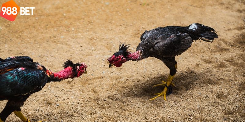 Lý do nạp carbo cho gà đá